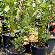 Load image into Gallery viewer, Laurus nobilis 'Baby Bay'