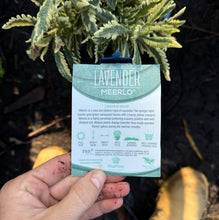 Load image into Gallery viewer, Lavender allardii Meerlo