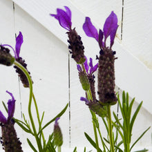 Load image into Gallery viewer, Avonview Lavender