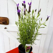 Load image into Gallery viewer, Avonview Lavender