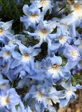 Load image into Gallery viewer, Lechenaultia biloba Blue Ruffles