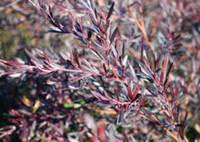 Load image into Gallery viewer, Leptospermum obovatum Starry Night