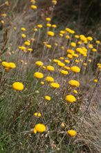 Load image into Gallery viewer, Leptorhynchos squamatus