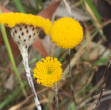 Load image into Gallery viewer, Leptorhynchos squamatus