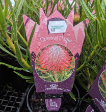 Load image into Gallery viewer, Leucospermum Carnival rtm Flame