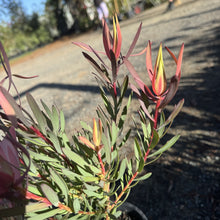 Load image into Gallery viewer, Leucadendron Harlequin
