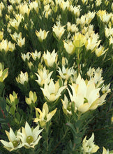 Load image into Gallery viewer, Leucadendron Lime Magic