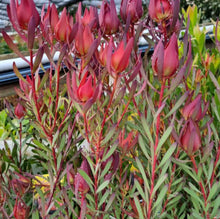Load image into Gallery viewer, Leucadendron salignum Strawberries and Cream