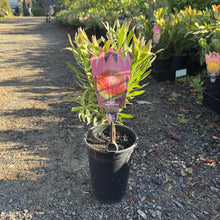 Load image into Gallery viewer, Leucospermum 'So® Sincere'