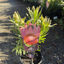 Load image into Gallery viewer, Leucospermum 'So® Sincere'