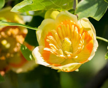 Load image into Gallery viewer, Liriodendron tulipifera