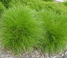 Load image into Gallery viewer, Lomandra confertifolia Little Con