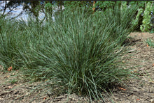 Load image into Gallery viewer, Lomandra longifolia Ocean