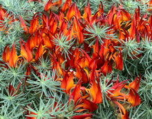 Load image into Gallery viewer, Lotus Red Flash