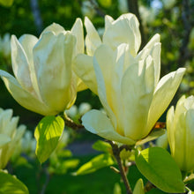 Load image into Gallery viewer, Magnolia Elizabeth