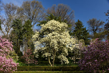 Load image into Gallery viewer, Magnolia Elizabeth