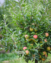 Load image into Gallery viewer, Malus domestica {Apple - Gala Dwarf}