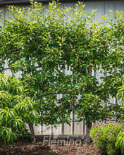 Load image into Gallery viewer, Malus domestica {Apple - Gala Dwarf}