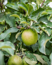 Load image into Gallery viewer, Malus domestica (Apple) Granny Smith Dwarf