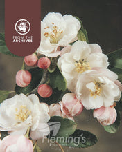 Load image into Gallery viewer, Malus ioensis 'Plena' Crab Apple