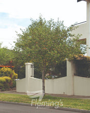 Load image into Gallery viewer, Malus ioensis Plena