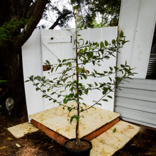 Load image into Gallery viewer, Malus x moerlandsi Profusion