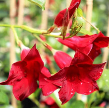 Load image into Gallery viewer, Mandevilla Aloha Dark Red