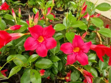 Load image into Gallery viewer, Mandevilla Aloha Dark Red