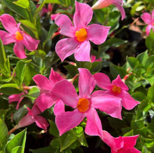 Load image into Gallery viewer, Mandevilla Aloha Pink Perfection