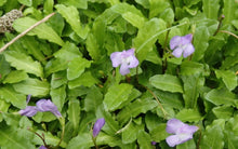 Load image into Gallery viewer, Mazus pumilio