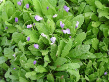 Load image into Gallery viewer, Mazus pumilio