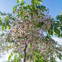 Load image into Gallery viewer, Melia azedarach White Cedar