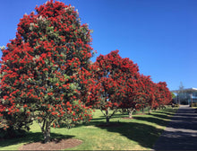 Load image into Gallery viewer, Metrosideros excelsa Vibrance