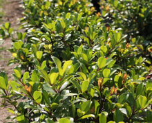 Load image into Gallery viewer, Metrosideros collina Little Ewan PBR