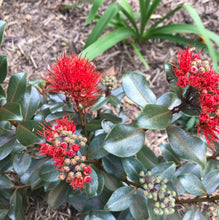 Load image into Gallery viewer, Metrosideros collina Little Ewan PBR