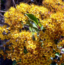 Load image into Gallery viewer, Metrosideros queenslandica Queensland Golden Myrtle