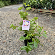 Load image into Gallery viewer, Magnolia Fairy Blush