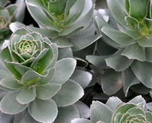 Load image into Gallery viewer, Mimetes hottentoticus Crackerjack tm Silver