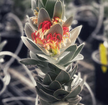 Load image into Gallery viewer, Mimetes hottentoticus Crackerjack tm Silver