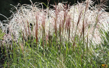Load image into Gallery viewer, Miscanthus sinensis Hiawatha