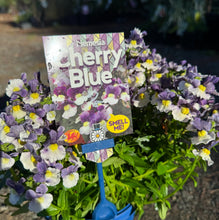 Load image into Gallery viewer, Nemesia spp. Cherry Blue