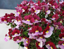 Load image into Gallery viewer, Nemesia spp. Cherry Red