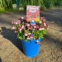 Load image into Gallery viewer, Nemesia spp. Cherry Red