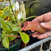 Load image into Gallery viewer, Nepenthes Pitcher Plant