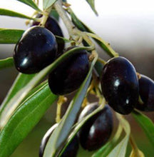 Load image into Gallery viewer, Olea europea Kalamata {Olive}