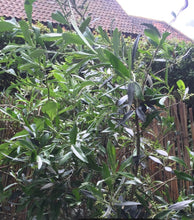 Load image into Gallery viewer, Olea europea Kalamata {Olive}