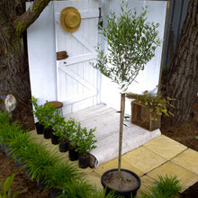 Load image into Gallery viewer, Olea europea Manzanillo {Olive}