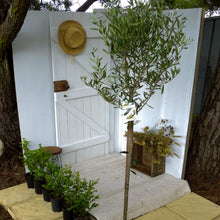 Load image into Gallery viewer, Olea europea Manzanillo {Olive}