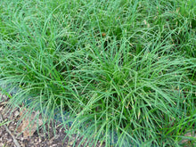 Load image into Gallery viewer, Ophiopogon japonicus