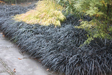 Load image into Gallery viewer, Ophiopogon planiscapus Nigrescens